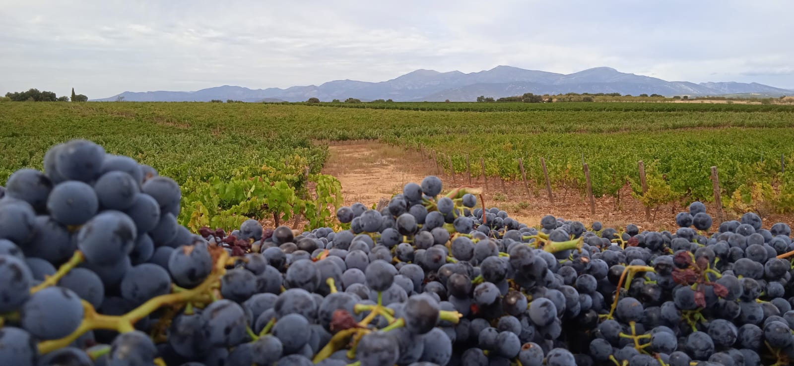 Si quieres conocer la tradición ancestral del vino del Somontano