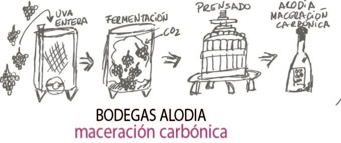 ALODIA MACERACIÓN CARBÓNICA 2024